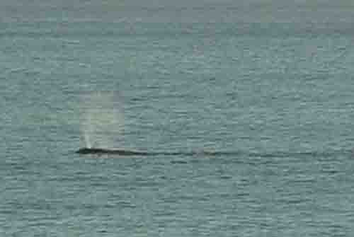 Whales in Table bay